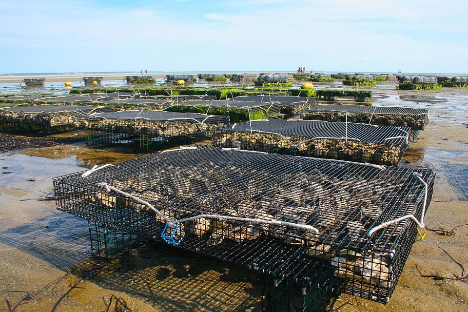 oyster-farm-1404177_960_720