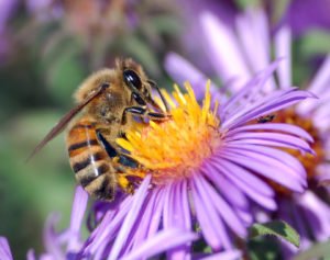 European_honey_bee_extracts_nectar