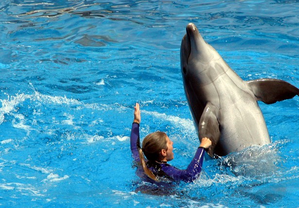 dolphin-at-aquarium