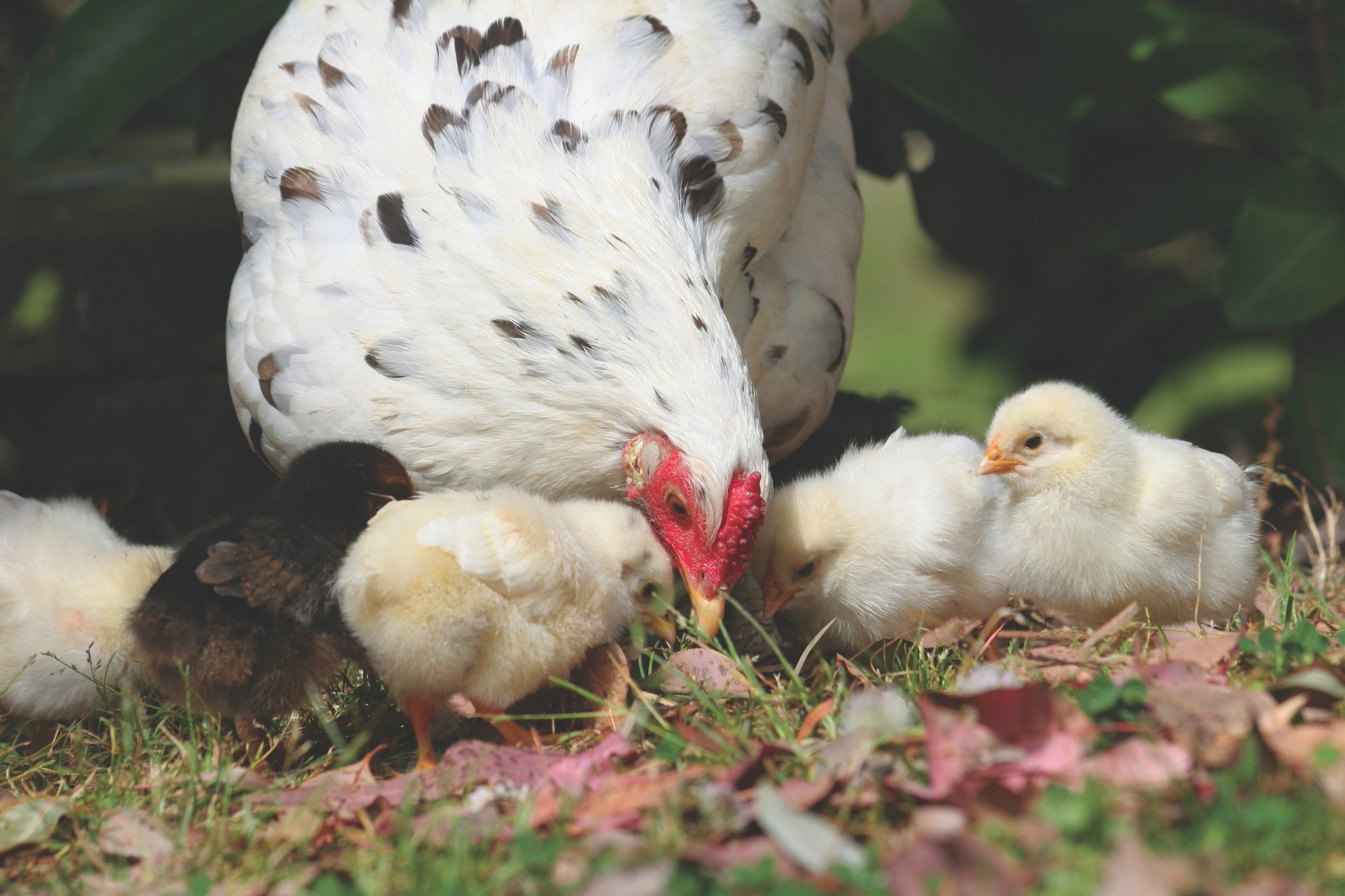 Happy Chicken Family